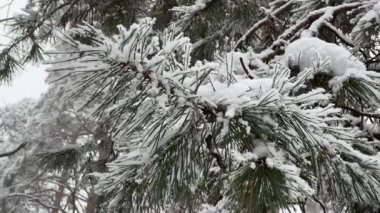 Çam dalı kışın sisli ormanda karla kaplıdır.