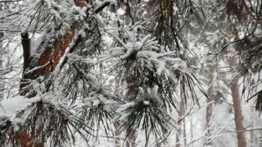 Çam dalı kışın sisli ormanda karla kaplıdır.