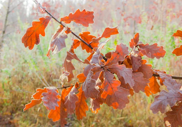 Branche de chêne aux feuilles jaunes recouvertes de rime — Photo