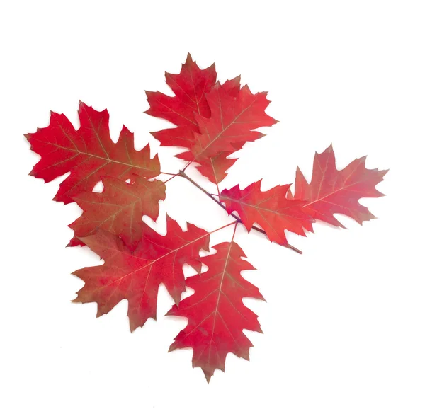 Branch of autumn red oak on a light background — Stock Photo, Image