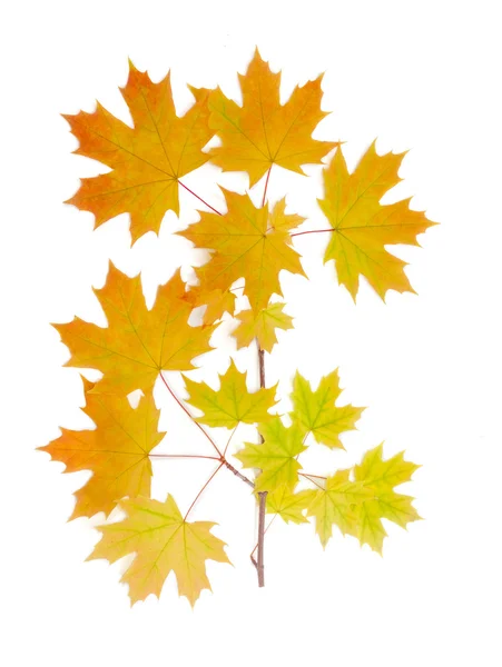 Gren av höstens lönn på en ljus bakgrund — Stockfoto