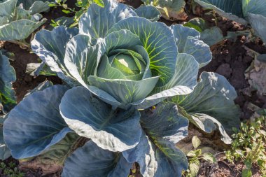 Güneşli bir günde toprakta yaprakların arasında geç çeşitlilikte genç beyaz lahananın başı.