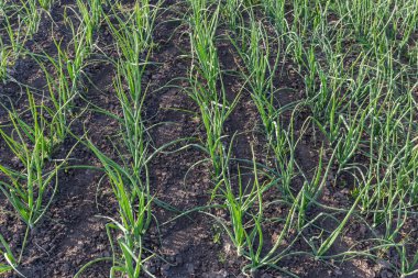 Güneşli bir bahar sabahı toprağın arka planında yetişen taze yeşil soğan sıraları.