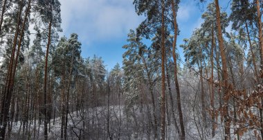 Yüksek çam ağaçları ve tüylü karlarla kaplı farklı yaprak döken çalılarla karlı ormanın tepe kısmı. Kışın güneşli bir günde güneşli ve bulutsuz, panoramik manzaralı.