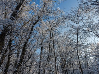 Yüksek yaprak döken ağaçların tepesindeki bagaj ve dallar güneşli bir günde açık gökyüzüne karşı dondurucu bir yağmurun ardından karla kaplı, donuk ve buz gibi parlar.