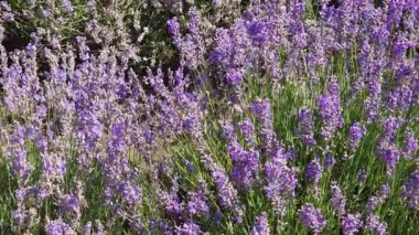 Güneşli bir günde arılarla açan lavanta kökleri