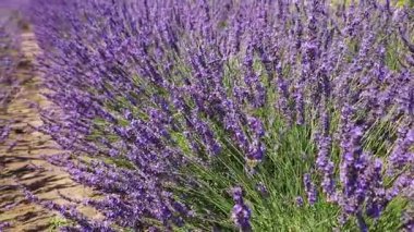 Güneşli bir günde arılarla açan lavantalar.