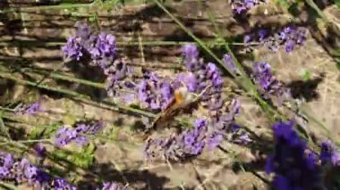 Çiçek açan lavanta, rüzgarda sallanan kelebek saplıdır.