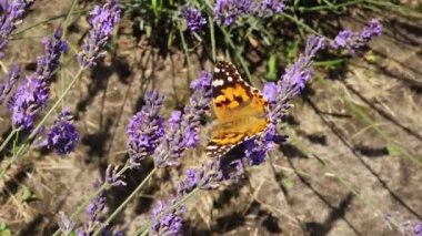Çiçek açan lavanta, rüzgarda sallanan kelebek saplıdır.