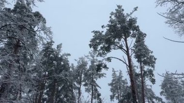 Karlı ormanda yüksek çamlar Bulutlu gökyüzüne karşı