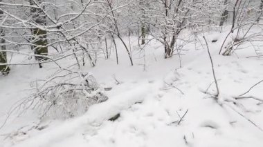 Bulutlu bir günde farklı ağaçlar ve çalılarla kaplı karlı bir orman.