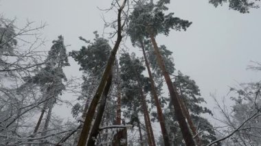 Karlı ormanda yüksek çamlar Bulutlu gökyüzüne karşı