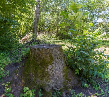 Yaşlı, kalın dişbudak ağacının kütüğü. Genç filizlenir ve kabuğu yosun ile kaplanır. Güneşli bir günde yan görünüm.