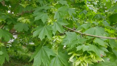 Branch of maple with unripe winged seeds in overcast weather