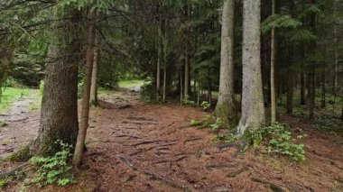 İlkbaharda Karpat Dağları 'nda yağmur sırasında firavun ormanı