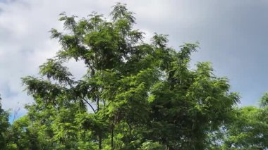 Çekirge ağaçları ve kavak ağaçları yazın gökyüzüne karşı