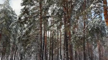 Güneşli bir günde karlı ormanda eski yüksek çam ağaçları