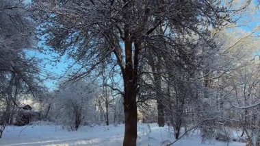 Yaşlı armut ağacı, karla kaplanmış diğer ağaçlar ve kırağı.