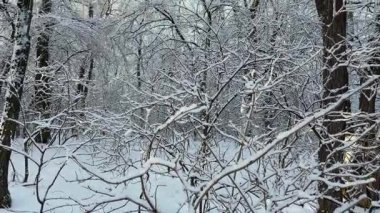 Karla kaplı ormandaki yaşlı çekirge ağaçları ve çalılar