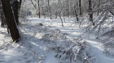 Güneşli bir günde parkta karla kaplı kuru çimenler.