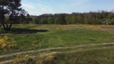 Çam, çayırların arasında birkaç eğri gövdeli, hava manzaralı.