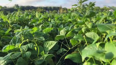 Tarlada olgunlaşmamış tohumları olan genç fasulyeler.