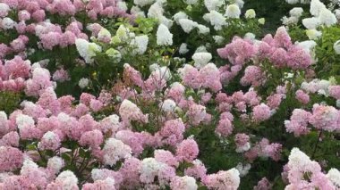 Bulutlu bir günde beyaz ve pembe çiçekli ortanca çalıları