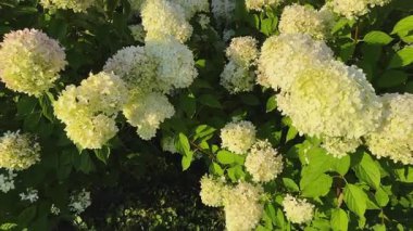 Yaz gündoğumunda beyaz ve pembe çiçekli ortanca çalıları