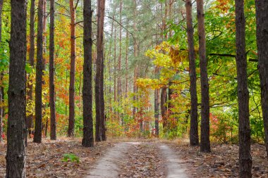 Footpath in the pine forest autumn