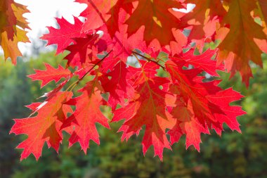 Branches of autumn oak against the forest