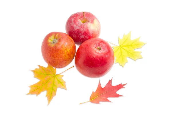 Tiga apel dan beberapa daun musim gugur dengan latar belakang cahaya — Stok Foto
