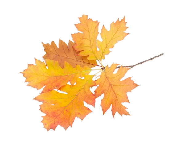 Branch of autumn oak on a light background — Stockfoto