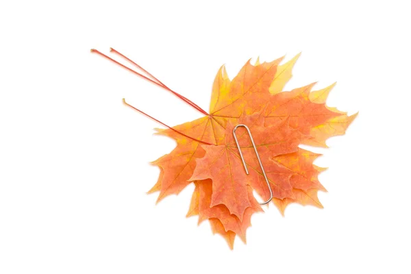 Maple leaves, held together with a paper clip — Zdjęcie stockowe