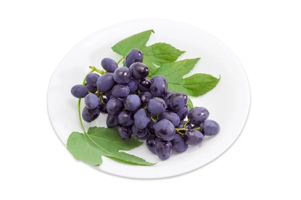 Bouquet de raisins bleu foncé sur un plat blanc — Photo