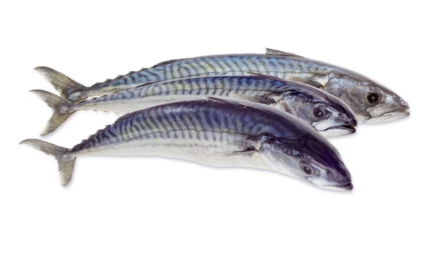 Drie ruwe Atlantische mackerel op een lichte achtergrond — Stockfoto