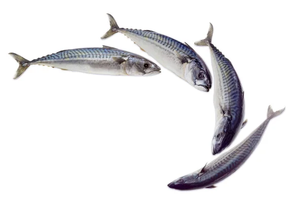 Diverse ruwe Atlantische mackerel op een lichte achtergrond — Stockfoto