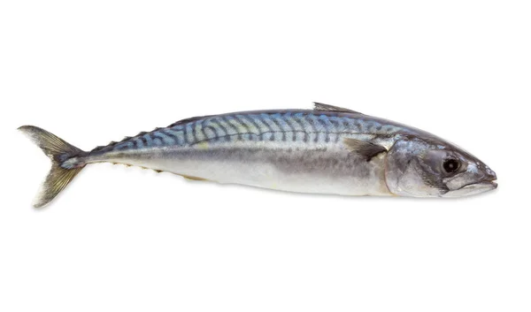 RAW makrill på en ljus bakgrund — Stockfoto