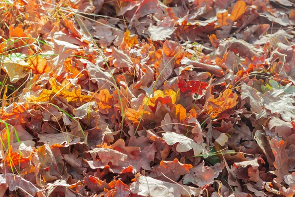 타락 한 오크 잎 — 스톡 사진
