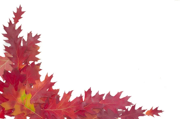 A világos háttér levelek vörös tölgy — Stock Fotó