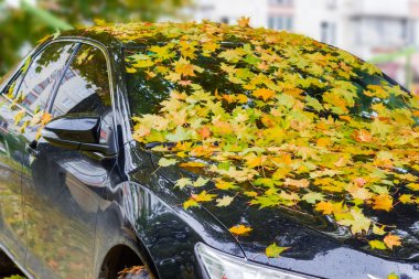 Araba ıslak düşen yapraklar