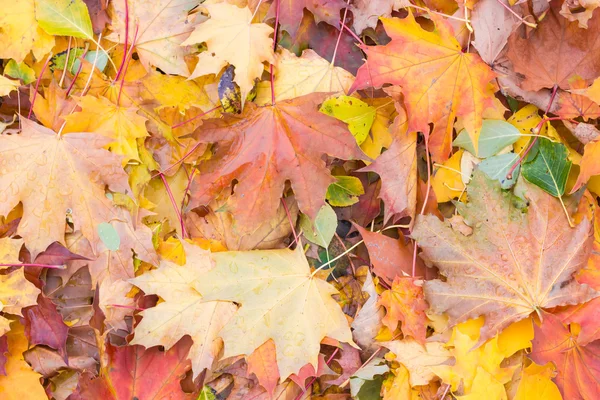 Wilgotnych opadłych liści — Zdjęcie stockowe