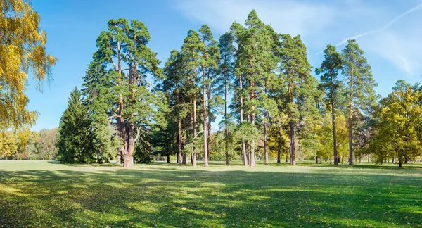 Grupp av tallar bland en stor glade i parken — Stockfoto