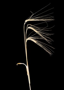 Arpa karanlık bir arka plan üzerinde üç kulakları