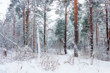 Kar yağışı sırasında kış ormanı
