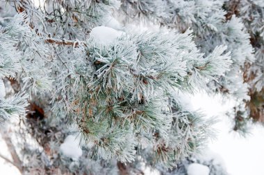Hoarfrost closeup ile kaplı çam dalı