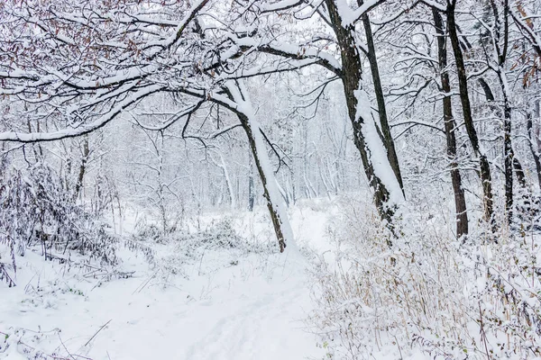 Winterwald bei Schneefall — Stockfoto