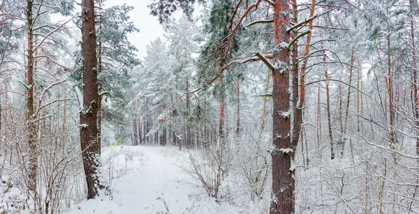 Winterbos tijdens een sneeuwval — Stockfoto