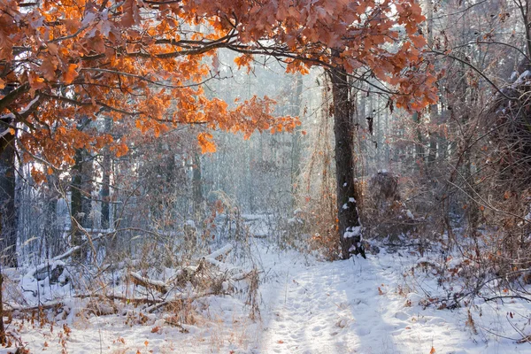 Bosque de invierno en día soleado —  Fotos de Stock