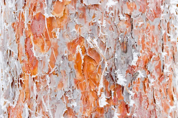 覆盖着霜冻的松树树干 — 图库照片