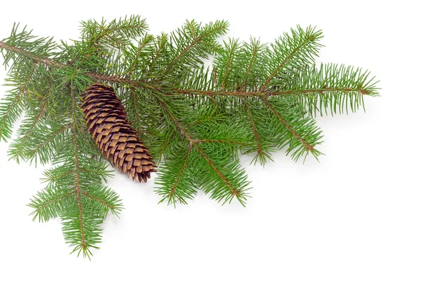 Fur-tree branch with fir cone — Stock Photo, Image